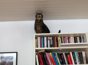 Katzentreppe, Katze, Catwalk, selbst, bauen, einfach, günstig, Billy, IKEA, Regal