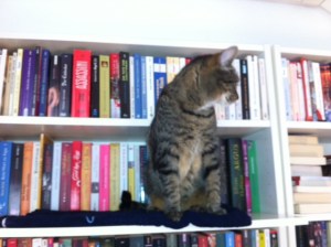 Katzentreppe, Katze, Catwalk, selbst, bauen, preiswert, einfach, Billy, Regal, IKEA