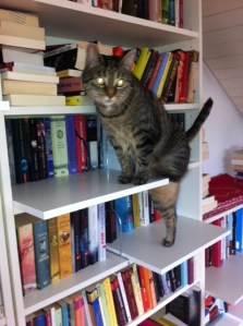 Katzentreppe, dritte, Ebene, Catwalk, Biily, Regal, IKEA