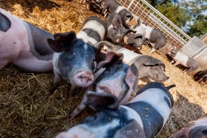 Schwein, Fleisch, Hohenlohe, BESH, Schwäbisch-hällisch, Schwäbisch Hall, Erzeugergemeinschaft, Bauer, bäuerlich