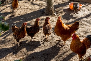 Schwein, Fleisch, Hohenlohe, BESH, Schwäbisch-hällisch, Schwäbisch Hall, Erzeugergemeinschaft, Bauer, bäuerlich