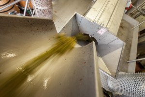 PlaceToBW, Winzer, Weinberg, Weinbau, Lehre, Ausbildung, Baden-Württemberg, Remstal. Großheppach, Ellwanger, Wein