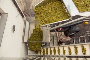 PlaceToBW, Winzer, Weinberg, Weinbau, Lehre, Ausbildung, Baden-Württemberg, Remstal. Großheppach, Ellwanger, Wein