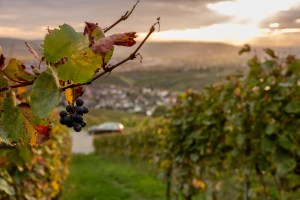 PlaceToBW, Winzer, Weinberg, Weinbau, Lehre, Ausbildung, Baden-Württemberg, Remstal. Großheppach, Ellwanger, Wein