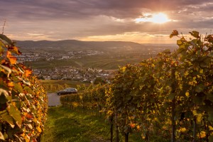 Wein, Weingut, Remstal, Winzer, Ausbildung, Weinbau, Rebe, Oktober, Weinberg, Baden-Württemberg, Stuttgart