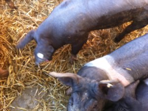 Schwein, Fleisch, Hohenlohe, BESH, Schwäbisch-hällisch, Schwäbisch Hall, Erzeugergemeinschaft, Bauer, bäuerlich