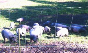 Schwein, Fleisch, Hohenlohe, BESH, Schwäbisch-hällisch, Schwäbisch Hall, Erzeugergemeinschaft, Bauer, bäuerlich