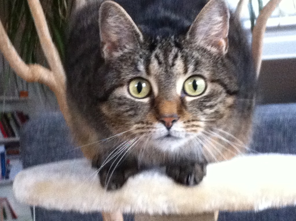 Tartar von Fleisch, Fisch und Gemüse geht&nbsp;an…