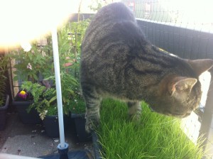 Balkon, Sommer, Katze