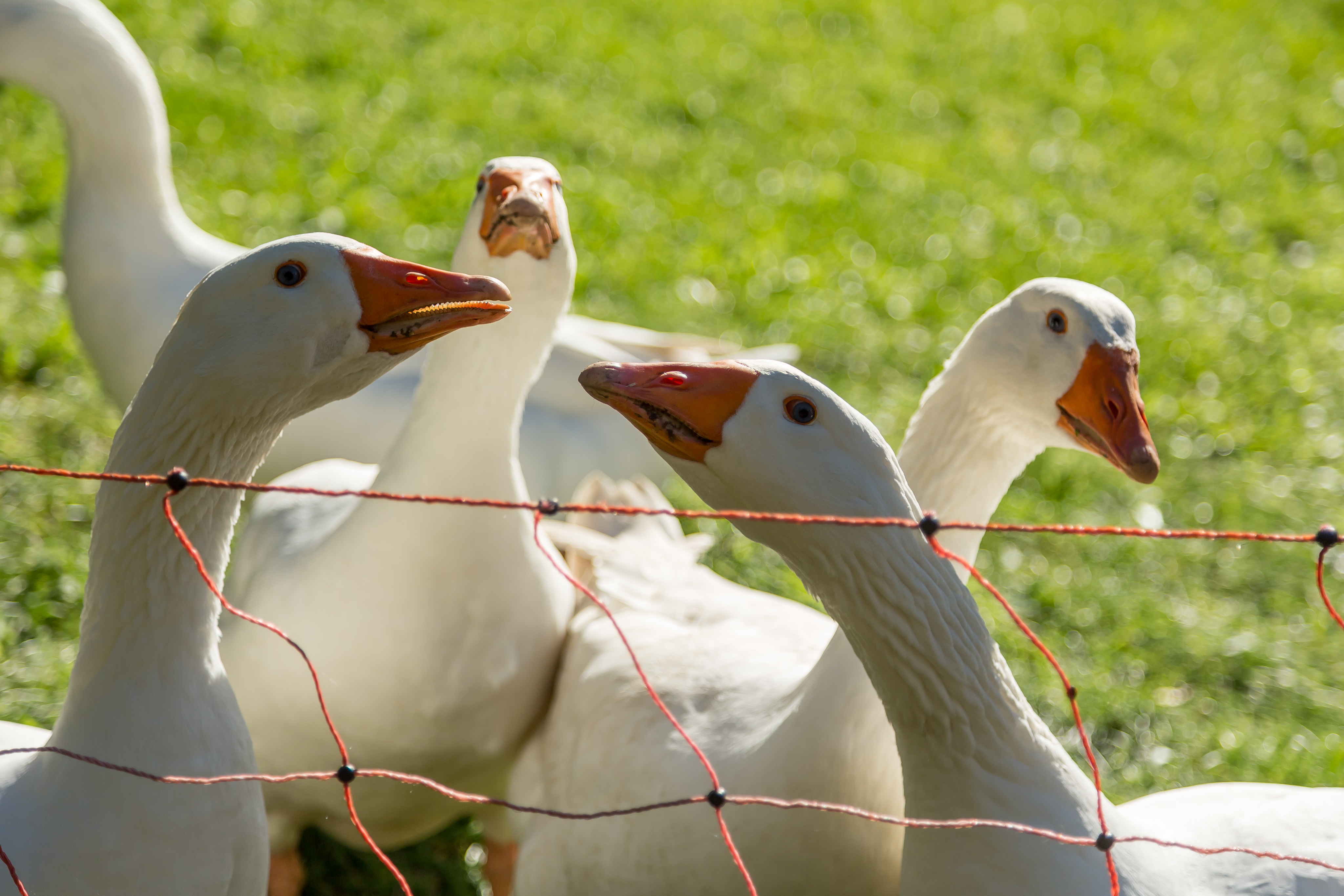 PlacetoBW_13_Bauernhof_012